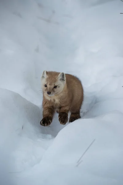 Pine Marten Walking Snow Banff National Park Alberta Canada — Stock Photo, Image