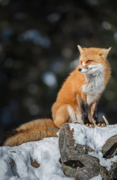 Volpe Rossa Natura — Foto Stock