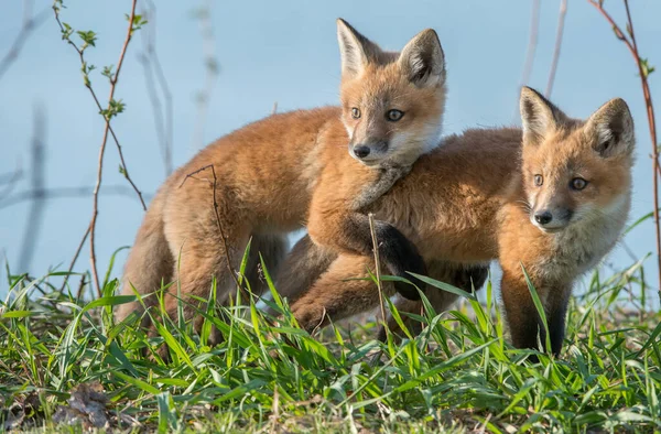 Vulpi Roșii Drăguț Împreună Iarbă Natura Sălbatică — Fotografie, imagine de stoc