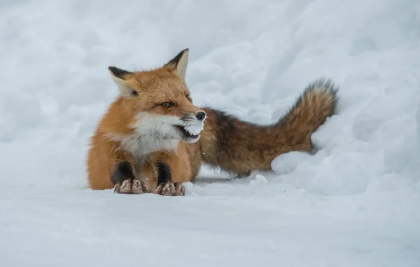 Red Fox Wild — Stock Photo, Image