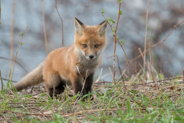 Vue Rapprochée Renard Roux Mignon Nature Sauvage — Photo