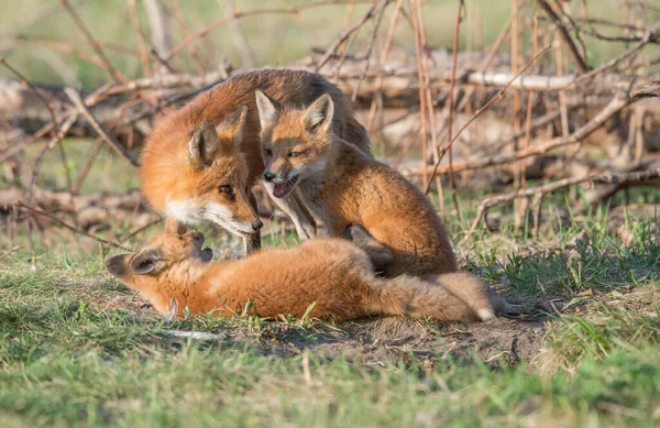 Schattige Rode Vossen Samen Gevangen Park — Stockfoto