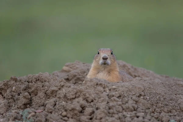 Gros Plan Chien Prairie Dans Nature — Photo