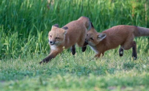 公園で一緒に捕獲されたかわいい赤いキツネ — ストック写真