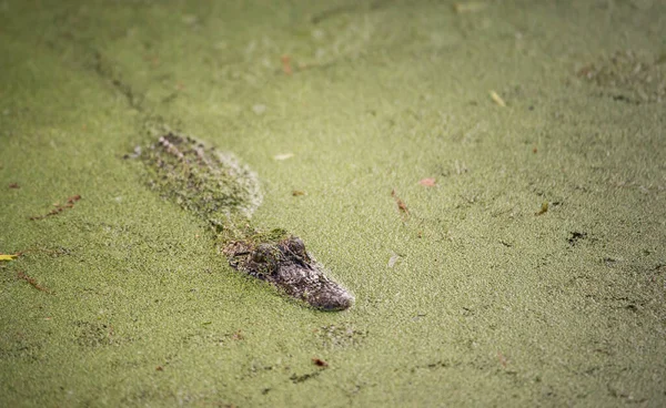 Αλιγάτορας Στην Άγρια Φύση Της Φλόριντα — Φωτογραφία Αρχείου