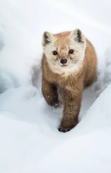 Marten Divočině Ontario — Stock fotografie