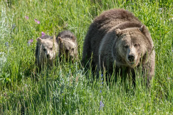 Grizzlis Dans Nature — Photo