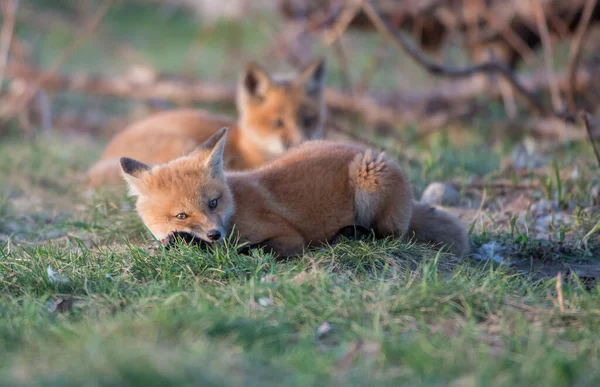 Aranyos Piros Rókák Együtt Elfogták Parkban — Stock Fotó