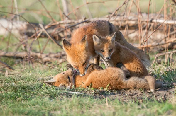 Cute Red Foxes Together Captured Park Stock Photo by ©jill@ghostbear ...