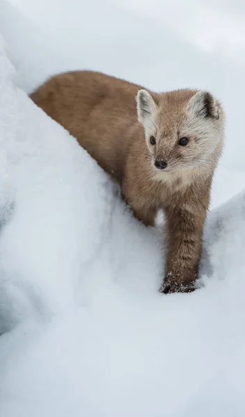 Pine Marten Walking Snow Banff National Park Alberta Canada — Stock Photo, Image