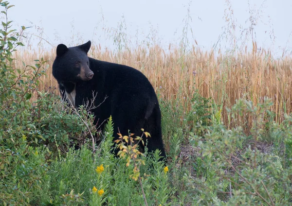 Urso Preto Manitoba Rural — Fotografia de Stock