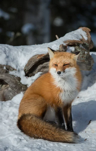 Renard Roux Dans Nature — Photo