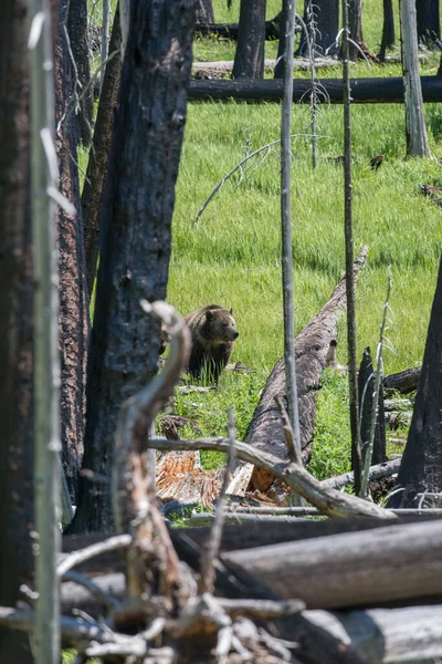 Orsi Grizzly Natura — Foto Stock