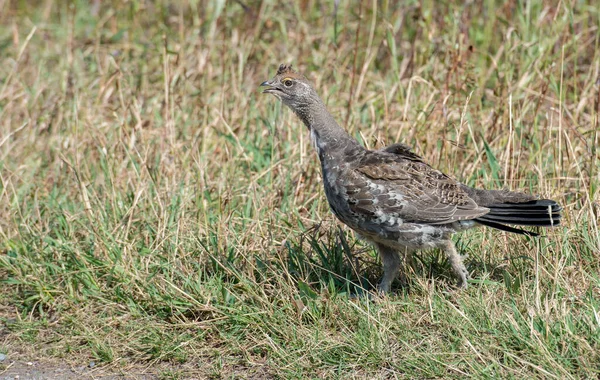 Gros Plan Tétras Dans Nature Sauvage Canada — Photo