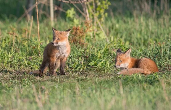 公園で一緒に捕獲されたかわいい赤いキツネ — ストック写真