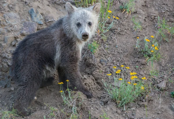 Grizzlis Dans Nature — Photo