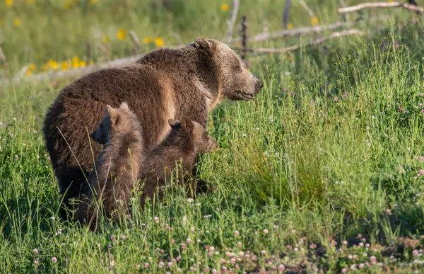 Orso Grizzly Natura — Foto Stock