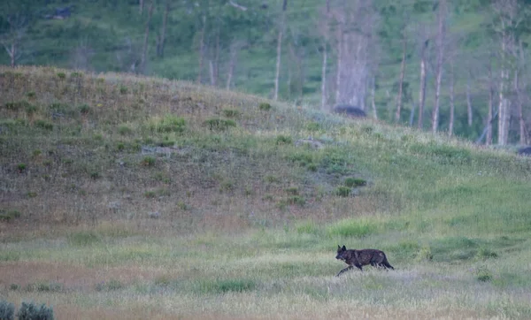 Black Wolf Wild Nature — Stock Photo, Image