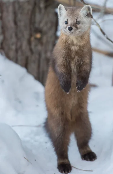 Pine Marten Álló Banff Nemzeti Park Alberta Kanada — Stock Fotó