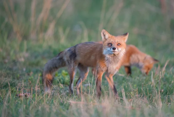 Mignon Renards Rouges Ensemble Nature — Photo