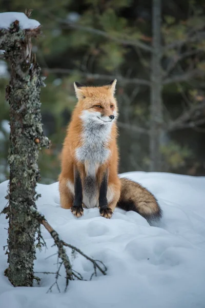 Rotfuchs Freier Wildbahn — Stockfoto