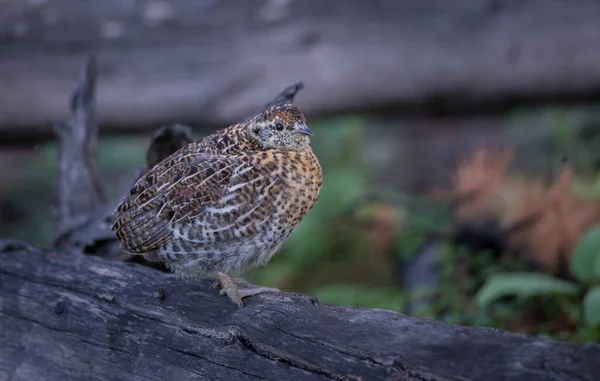 Close Grouse Natureza Selvagem Canadá — Fotografia de Stock