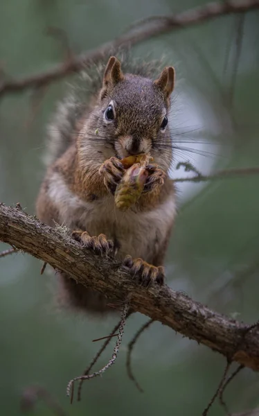 Red Squirrel Wild — Stock Photo, Image