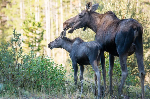 Familia Moose Naturaleza —  Fotos de Stock