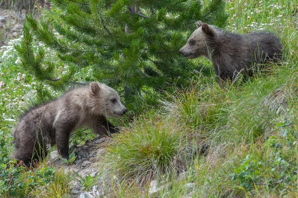 Grizzly Medve Család Vadonban — Stock Fotó