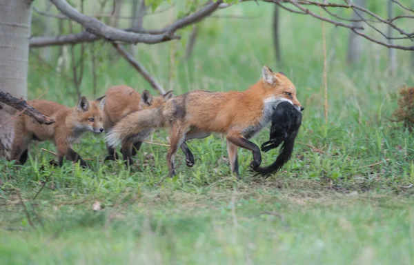 Schattige Rode Vossen Samen Natuur — Stockfoto