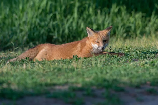 Schilderachtig Uitzicht Prachtige Rode Vos Park — Stockfoto