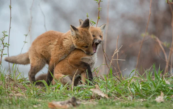 Niedliche Rotfüchse Zusammen Auf Gras Wilder Natur — Stockfoto