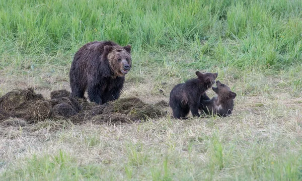 Grizzly Medve Vadonban — Stock Fotó