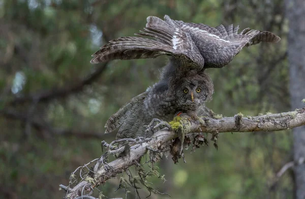 Grand Hibou Gris Dans Nature Sauvage Alberta Canada — Photo