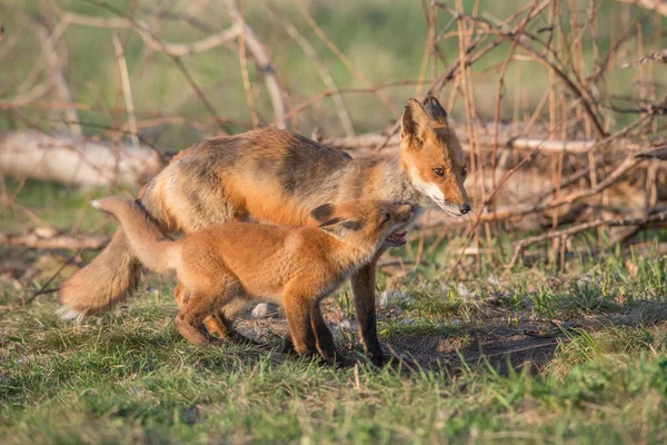 公園で一緒に捕獲されたかわいい赤いキツネ — ストック写真