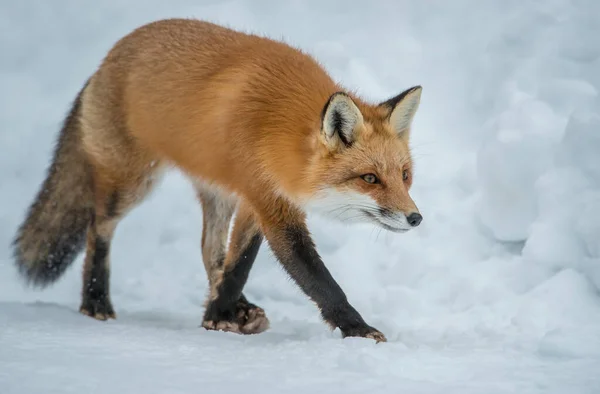 Renard Roux Dans Nature — Photo