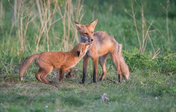 Schattige Rode Vossen Samen Gevangen Park — Stockfoto