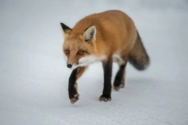 Rotfuchs Freier Wildbahn — Stockfoto