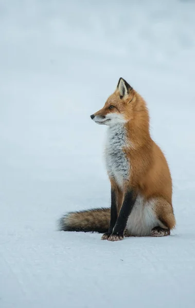 Volpe Rossa Natura — Foto Stock