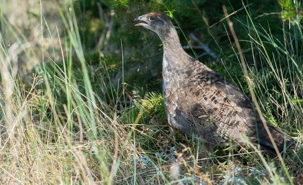 Sluitingen Van Korhoenders Wilde Natuur Canada — Stockfoto