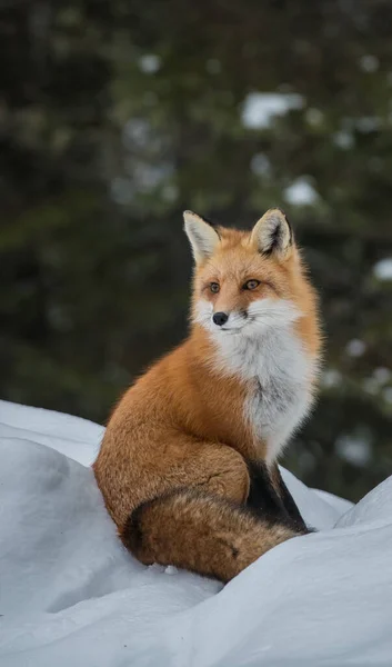 Red Fox Wild — Stock Photo, Image