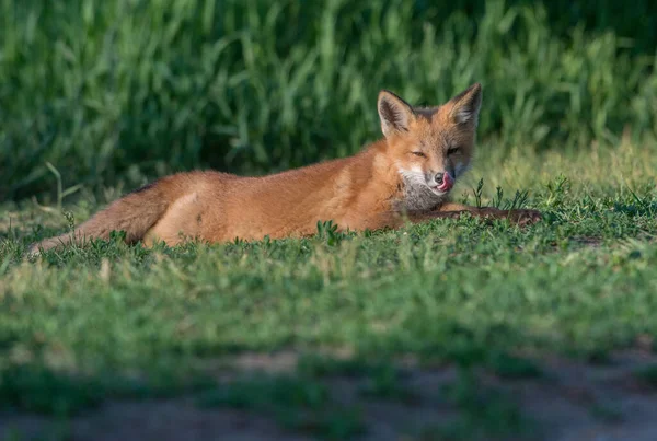 Rode Vos Het Wild — Stockfoto