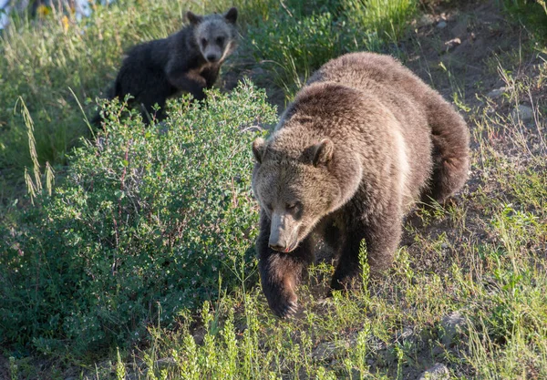 Urso Pardo Natureza — Fotografia de Stock