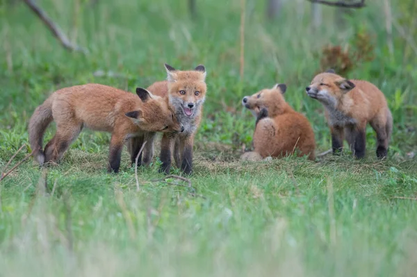 Carino Volpi Rosse Insieme Erba Natura Selvaggia — Foto Stock