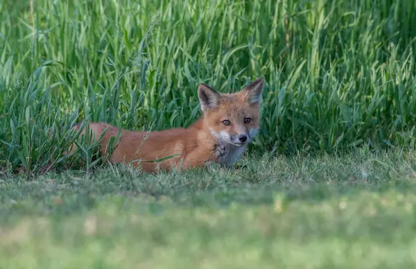 Rode Vos Het Wild — Stockfoto