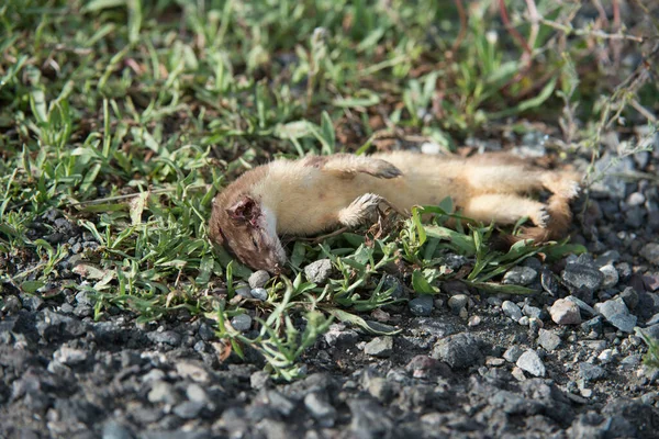 野生で死んだイタチ — ストック写真