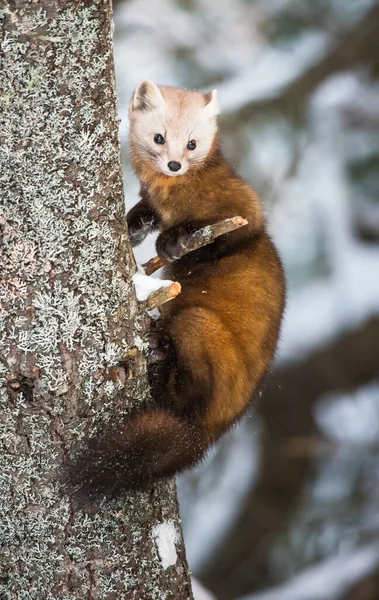 Pine Marten Sitting Tree Banff National Park Alberta Canada — Stock Photo, Image