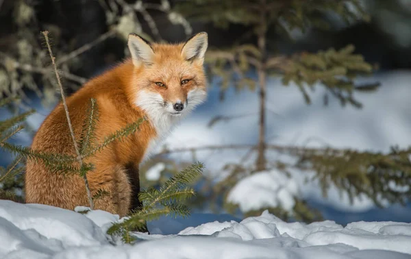 Volpe Rossa Natura — Foto Stock