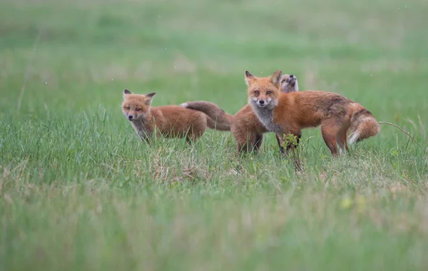 Cute Red Foxes Together Captured Park — Stock Photo, Image