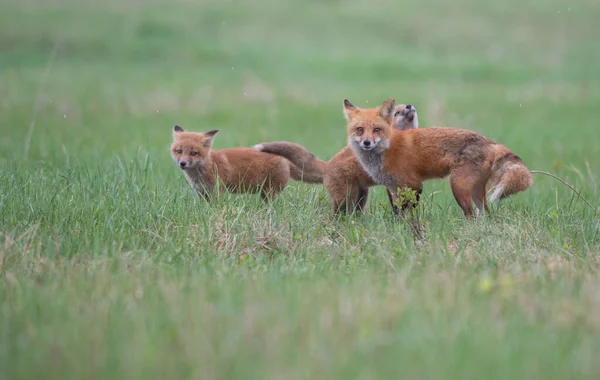 Schattige Rode Vossen Samen Gevangen Park — Stockfoto